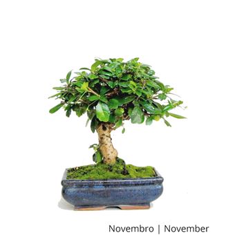 Bonsai | Luso Bonsai | Carmona Macrophyla de 7 anos - 1