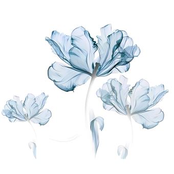 Adesivos de Parede Vertente Oportuna | Flores Azuis Translúcidas - 1