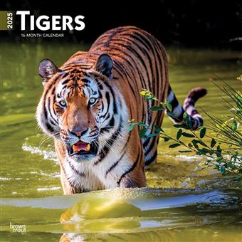 Tigers 2025 12 X 24 Inch Monthly Square Wall Calendar Plastic-Free Browntrout Wildlife Zoo Animals - 1