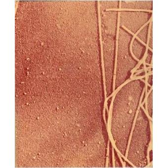 Biología de la célula - 1