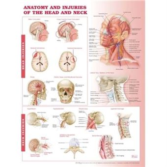 Anatomy And Injuries Of The Head And Neck Anatomical Chart - 1