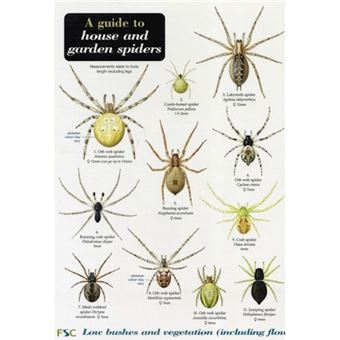 A Guide To House And Garden Spiders - 1