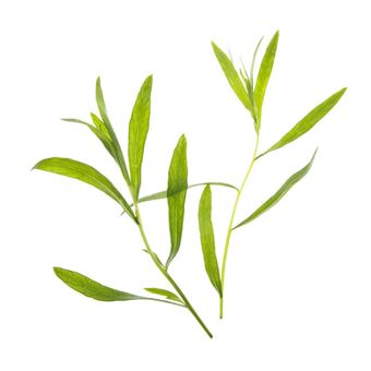 Recarga Tregren SEEDPOD10 - 1