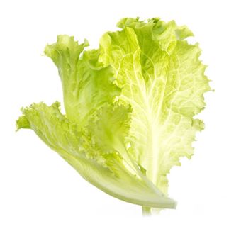 Recarga Tregren SEEDPOD13 - 1