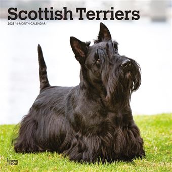 Scottish Terriers | 2025 12 x 24 Inch Monthly Square Wall Calendar | Plastic-Free | BrownTrout | Animals Small Scottie - 1