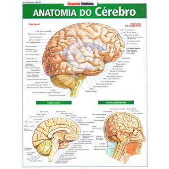 Anatomia Do Cêrebro - 1
