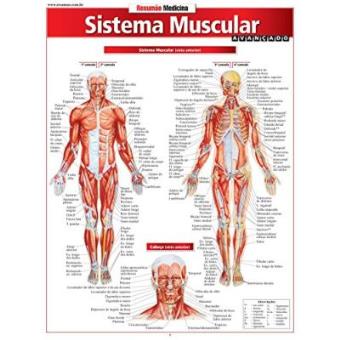 Sistema Muscular. Avançado - 1