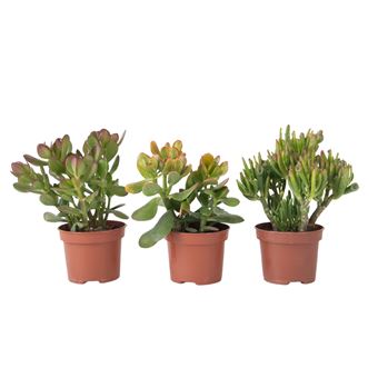 Conjunto de 3 Crassula Minor, Hobbit, Sunset Plant in a Box | Altura 10–25 cm | ø12 cm - 1