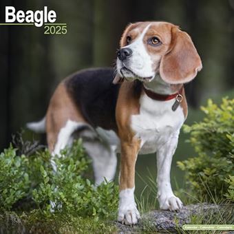 Beagle Calendar 2025 | Square Dog Breed Wall Calendar - 16 Month - 1