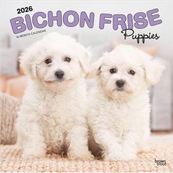 Bichon Frise Puppies | 2026 12 x 24 Inch (Hanging) Monthly Square Wall Calendar | Plastic-Free | BrownTrout | Animals Dog Breeds Puppy - 1