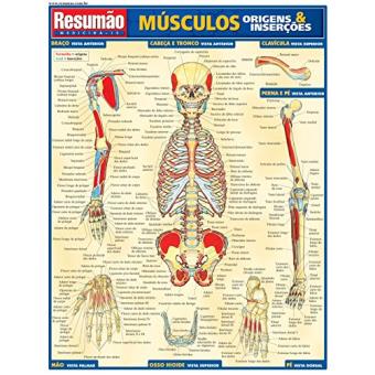 Músculos Origens e Inserções - 1