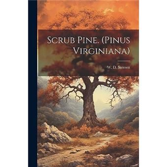 Scrub Pine. Pinus Virginiana - 1