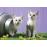 Cat Sisters Jigsaw Puzzle 500 Pieces Schmidt Spiele_0