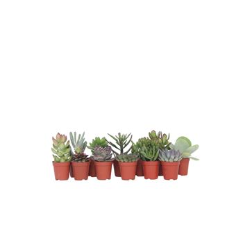Mini suculentas Plant in a Box | 12 Peças |  Succulent Mix | Altura 5-10cm | ?5,5cm - 1