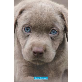 Maxi Poster GB Eye Keith Kimberlin Puppies Blue Eyes 61 x 91,5 cm - 1