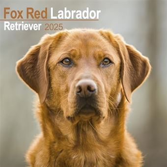 Fox Red Labrador Retriever 2025 | Square Dog Breed Wall Calendar - MONDAY START GRID - 1
