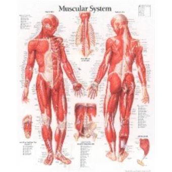 Male Muscular System - Poster - 2002 - 1