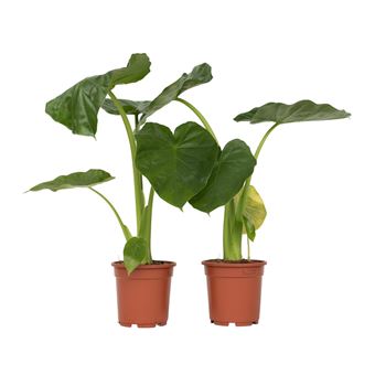 Orelha-de-Elefante Plant in a Box | 2 Peças |  Alocasia 'Macrorrhizos' | Altura 60-70cm | ?17cm - 1