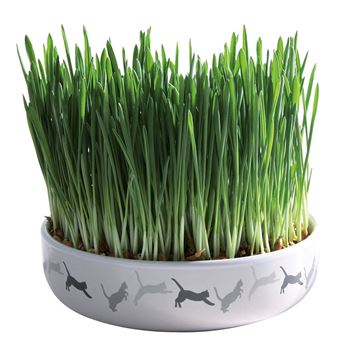 Snack para Animais de Estimação trixie 42341 gato recompensa - 1