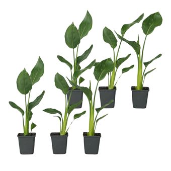 Estrelícia Plant in a Box | 6 Peças |  Strelitzia reginea | Altura 25-40cm | ?9cm - 1