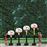 Conjunto de Basquetebol Little Tikes_3