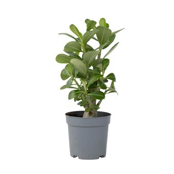Rosa-do-deserto Plant in a Box | Adenium obesum | Altura 25-40cm | ?10,5cm - 1
