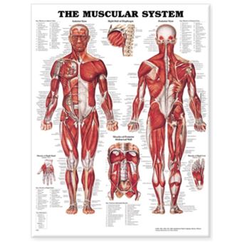 The Muscular System Anatomical Chart - Wallchart - 2001 - 1