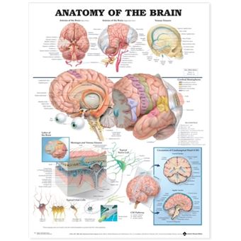 Anatomy Of The Brain Anatomical Chart By Anatomical Chart Co - 1