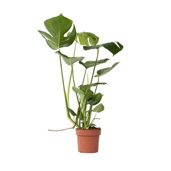 Costela-de-Adão Plant in a Box | Monstera deliciosa | Altura 50-60cm | ?17cm - 1
