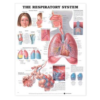 The Respiratory System Anatomical Chart - Wallchart - 2000 - 1
