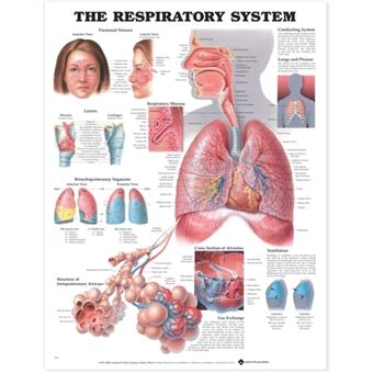 The Respiratory System Anatomical Chart - Wallchart - 2000 - 1