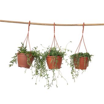 Colar de pérolas Plant in a Box | Conjunto de 3 | Senecio | ø 12cm - 1