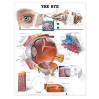 The Eye Anatomical Chart - Wallchart - 2000 - 1