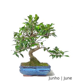 Bonsia Ficus Tiger Bark de 8 anos - 1