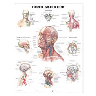 Head and Neck Anatomical Chart - Wallchart - 2001 - 1