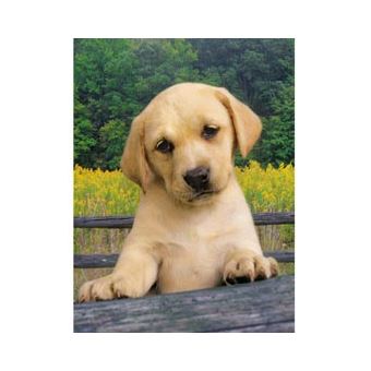Puzzle Clementoni Cute puppy 1000 Peças - 1