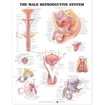 The Male Reproductive System Anatomical Chart - Wallchart - 2000 - 1