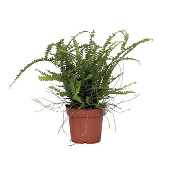 Samambaia-americana Plant in a Box | Nephrolepis 'Duffii' | Altura 25-40cm | ?12cm - 1