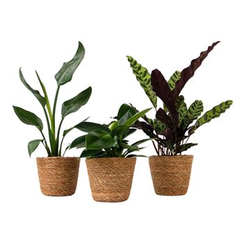 Conjunto de 3 plantas com cestos Plant in a Box | Altura 25-40cm | ?12cm - 1