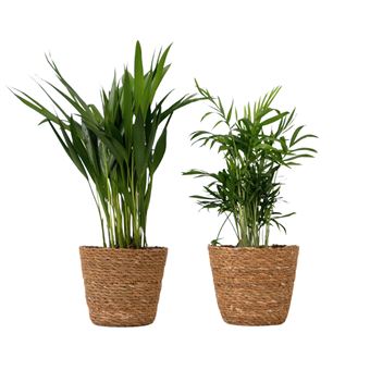 Pequenas Dypsis e Chamaedorea Plant in a Box | Conjunto de 2 com Cesto | Altura 25-40cm | ?12cm - 1