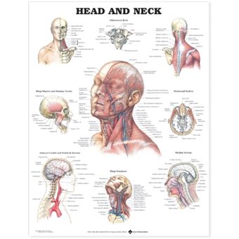 Head and Neck Anatomical Chart - Wallchart - 2000 - 1