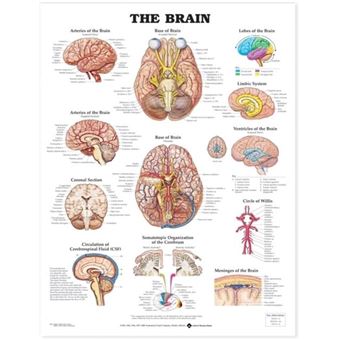 The Brain Anatomical Chart By Anatomical Chart Co - 1