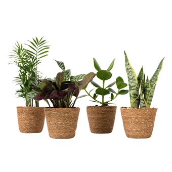 Plantas fáceis de cuidar Plant in a Box | Conjunto de 4 com cesto | Altura 25–40cm | ?12cm - 1
