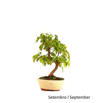 Bonsai | Luso Bonsai | Amoreira de 7 anos - 1