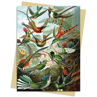 Ernst Haeckel Hummingbirds Greeting Card Pack - 1