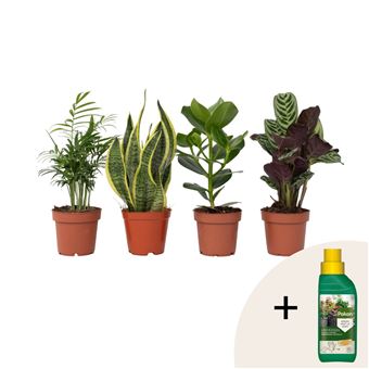 Mistura fácil de cuidar Plant in a Box | 4 Peças |  Plantas de casa | Altura 25-40cm | ?12cm - 1