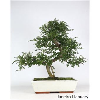 Bonsai | Luso Bonsai | Zanthoxylum de 17 anos - 1