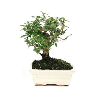 Bonsai | Luso Bonsai | Carmona Macrophyla de 5 anos - 1