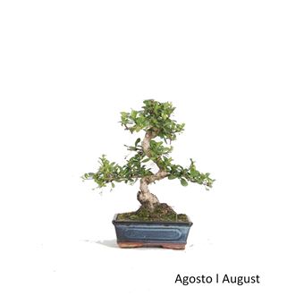 Bonsai | Luso Bonsai | Carmona Macrophyla de 8 anos - 1