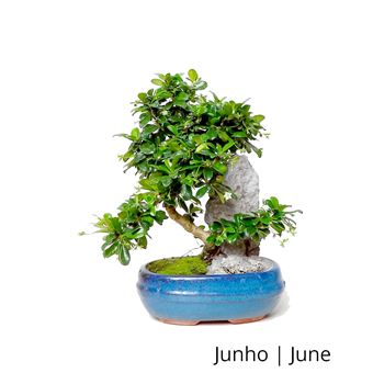 Bonsai | Luso Bonsai | Carmona Macrophyla de 9 anos com Rocha - 1